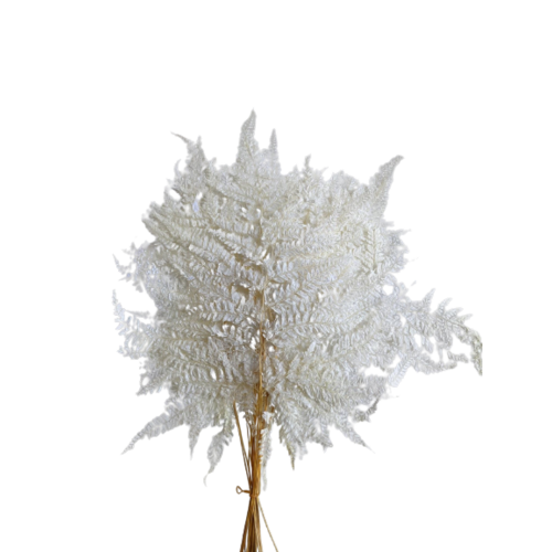 Buy Dried Flower Wholesale Preserved Mini Fern, 20 stems, ± 55cm, White - by All In Season