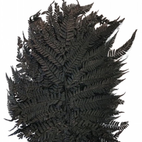 Buy Dried Flower Wholesale Preserved Mini Fern, 20 stems, ± 55cm, Black - by All In Season