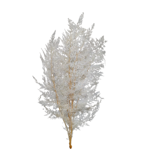 Buy Dried Flower Wholesale Preserved Lace Fern, 10 stems, ± 40cm, White - by All In Season