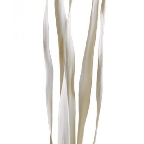 Buy Dried Flower Wholesale Palm Leaf Twisted, 5 stem bunches, 100cm, off white - by All In Season