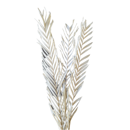 A floral bunch of Preserved Twisted Palm Small White