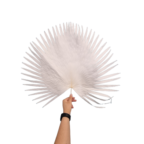 A single stem of Preserved Boho Palm Small White