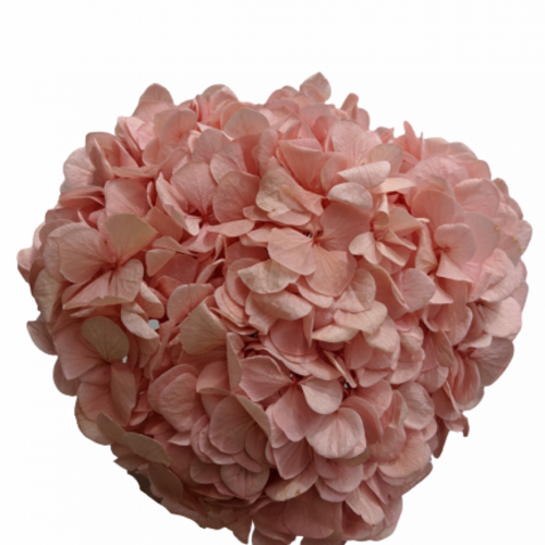 Buy Preserved Hydrangea Antique Pink wholesale at All InSeason. Same day pack-out on weekdays, Australia wide delivery, hundreds of 5 star reviews