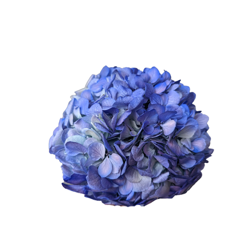 A floral stem of Preserved Hydrangea Blue Violet Flowers
