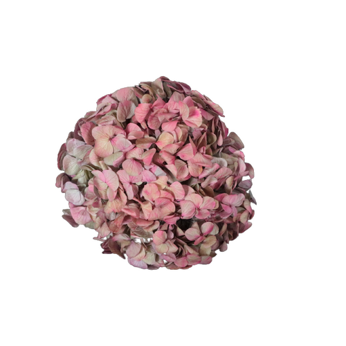 A floral stem of Preserved Hydrangea Hot Pink Flowers