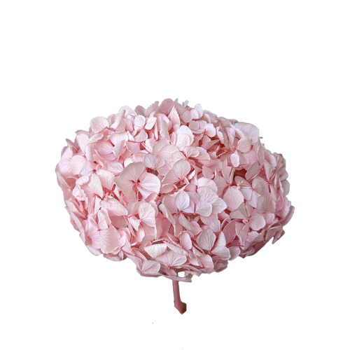 A floral stem of Preserved Hydrangea Light Pink Flowers