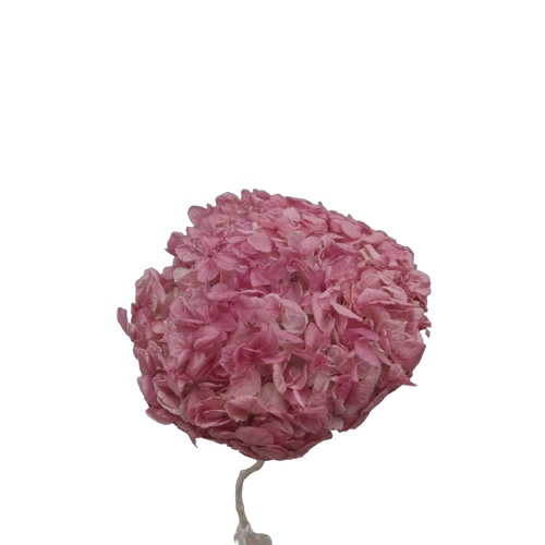 A floral stem of Preserved Hydrangea Ruby Wine Flowers