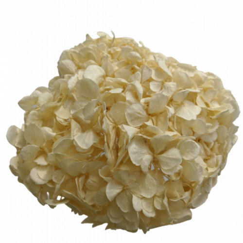 A floral stem of Preserved Hydrangea Cream Flowers