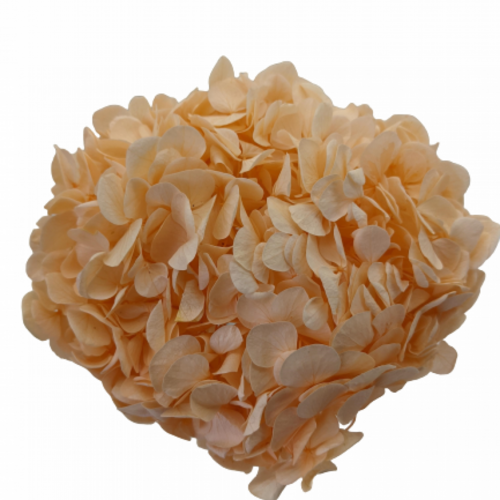 A floral stem of Preserved Hydrangea Peach Flowers