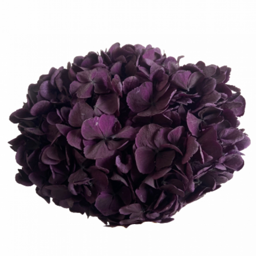 Buy Dried Flower Wholesale Preserved Hydrangea Purple - by All In Season