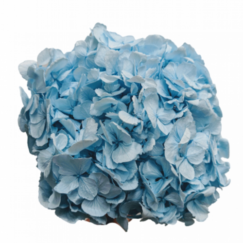 A floral stem of Preserved Hydrangea Sky Blue Flowers