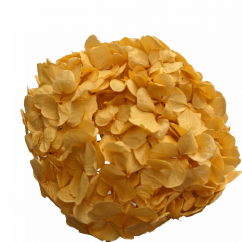 Buy Dried Flower Wholesale Preserved Hydrangea Sunset Yellow - by All In Season