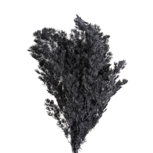 Preserved Ming Fern, 100 gram, 55cm, Black everlasting flowers for all occasions.