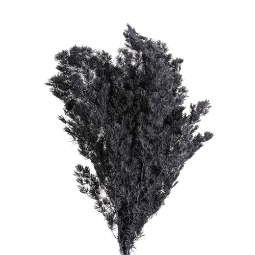 Preserved Ming Fern, 100 gram, 55cm, Black everlasting flowers for all occasions.