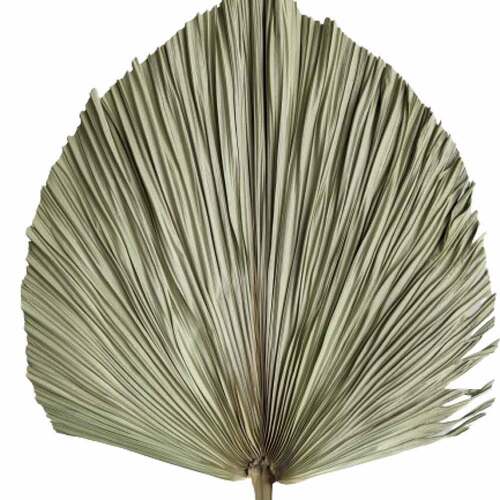 A single stem of a Dried Single Palm, Natural