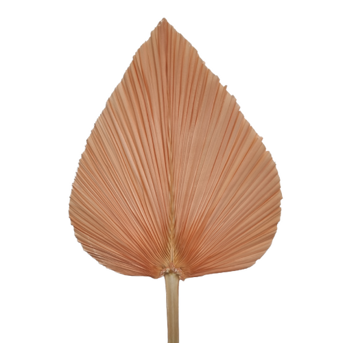Buy Dried Flower Wholesale Dried Single Palm, Peach - by All In Season