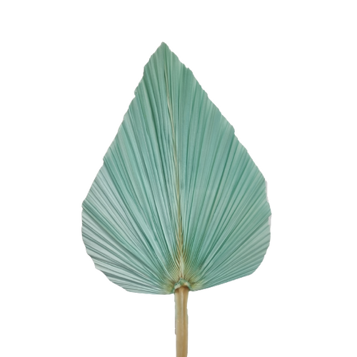 A single stem of a Dried Single Palm, Turqouise