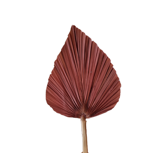 A single stem of a Dried Single Palm, Mauve
