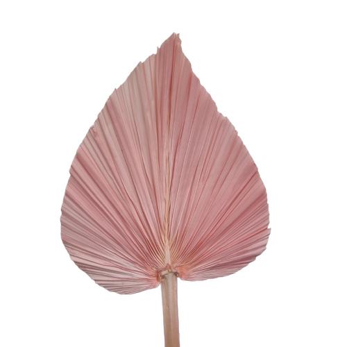 Buy Dried Flower Wholesale Dried Single Palm, Pale Pink - by All In Season