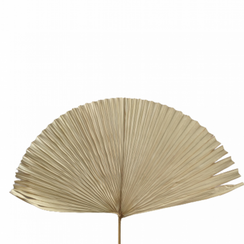 A single stem of a Dried Single Fan Palm, Cream