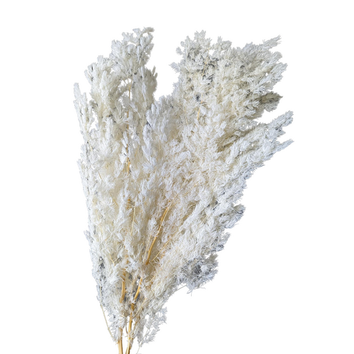 Buy Dried Flower Wholesale Preserved Ming Fern, 100+ gram, ± 55cm+, White - by All In Season