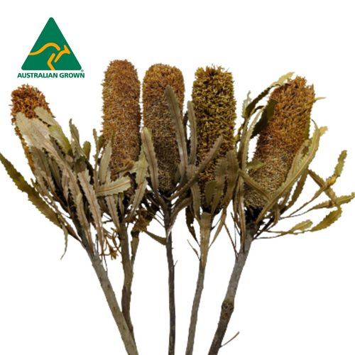 Buy Dried Flower Wholesale Dried Banksia Attenuata, 5 stem bunches, 25cm+, Natural - by All In Season