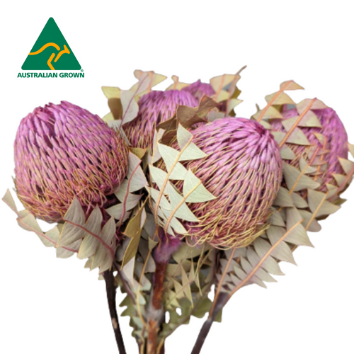 Buy Dried Flower Wholesale Dried Banksia Baxteri Dyed Pink, 40cm+, 5 stem bunches - by All In Season