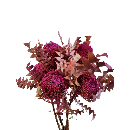 Buy Dried Banksia Baxteri Dyed Hot Pink wholesale at All InSeason. Same day pack-out on weekdays, Australia wide delivery, hundreds of 5 star reviews