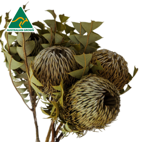 Buy Dried Flower Wholesale Dried Banksia Baxteri Natural, 40cm+, 5 stem bunches - by All In Season