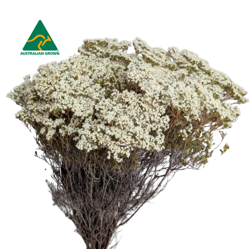 Australian Dried Brownii, 40cm, Natural everlasting flowers for all occasions.
