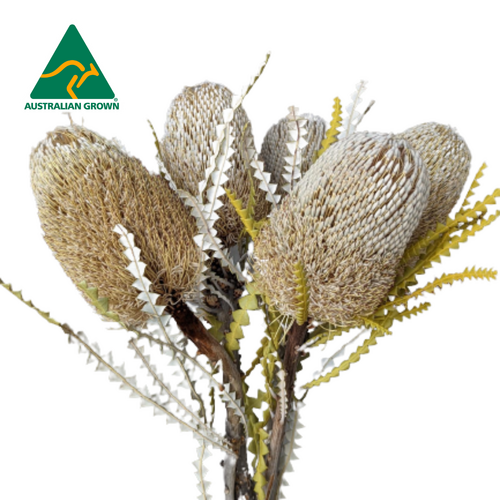 Buy Dried Flower Wholesale Dried Banksia Speciosa, Natural, 40cm+, 5 stem bunches - by All In Season