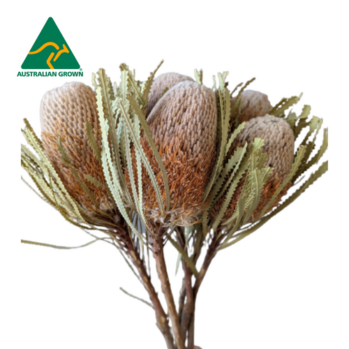 A floral bunch of Dried Australian Native Banksia Hookeriana Natural Flowers