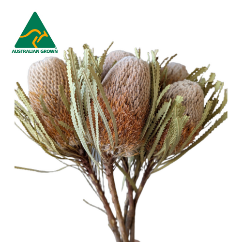 A floral bunch of Dried Australian Native Banksia Hookeriana 35cm Natural Flowers