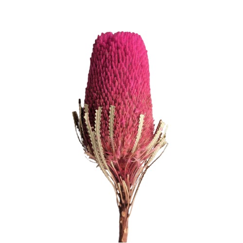 A floral bunch of Dried Australian Native Banksia Hookeriana Hot Pink Flowers