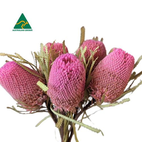 A floral bunch of Dried Australian Native Banksia Hookeriana Pink Flowers