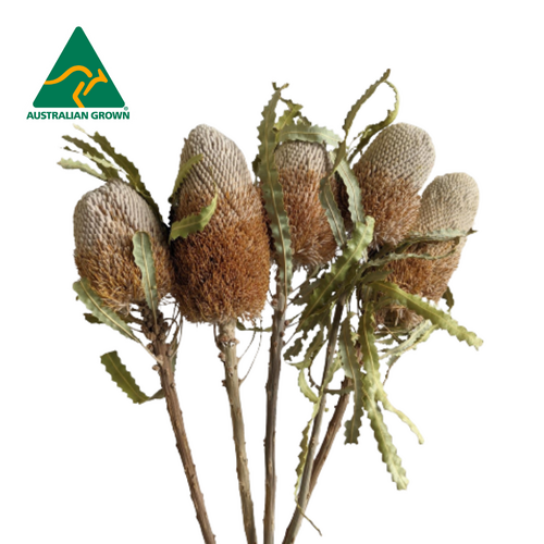 A floral bunch of Dried Australian Native Banksia Prinote Natural Flowers