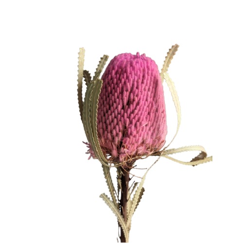A floral bunch of Dried Australian Native Banksia Hookeriana Pale Pink Flowers