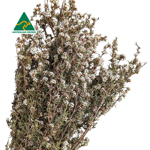A floral bunch of Dried Australian Native Teatree Natural White Flowers