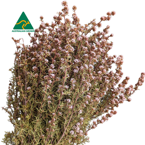 A floral bunch of Dried Australian Native Teatree Pink Flowers
