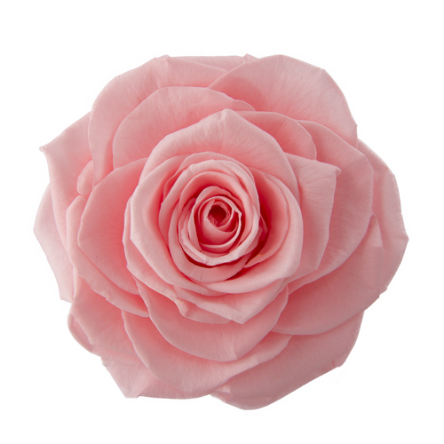 A closeup image of a VERMEILLE Ava Preserved Sprayrose Baby Pink Flower