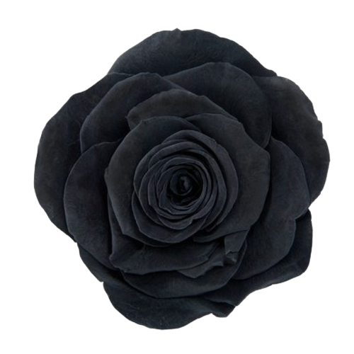A closeup image of a VERMEILLE Ava Preserved Sprayrose Black Flower