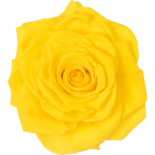 A closeup image of a VERMEILLE Ava Preserved Sprayrose Canary Yellow Flower