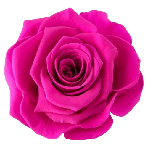 A closeup image of a VERMEILLE Ava Preserved Sprayrose Hot Pink Flower