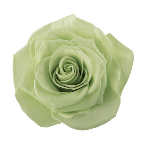 A closeup image of a VERMEILLE Ava Preserved Sprayrose Lime Green Flower