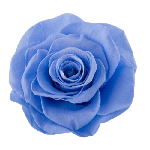 A closeup image of a VERMEILLE Ava Preserved Sprayrose Marine Blue Flower