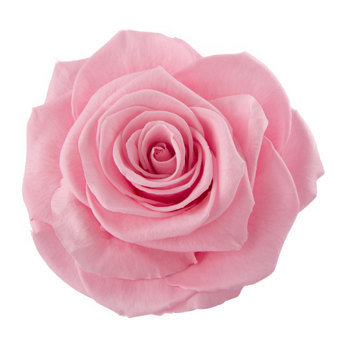 A closeup image of a VERMEILLE Ava Preserved Sprayrose Madelaine pink Flower