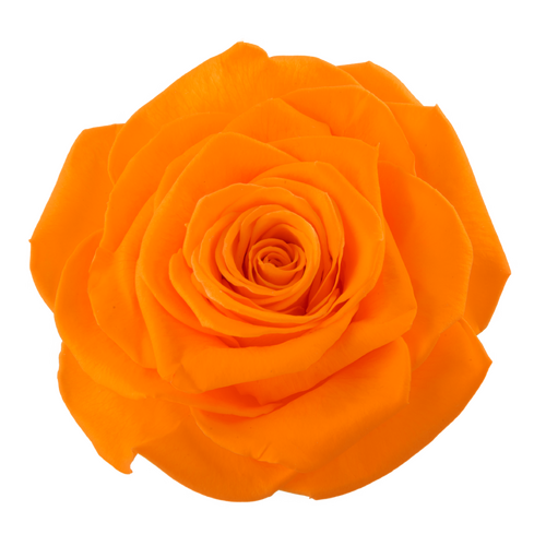 A closeup image of a VERMEILLE Ava Preserved Sprayrose Orange Flower
