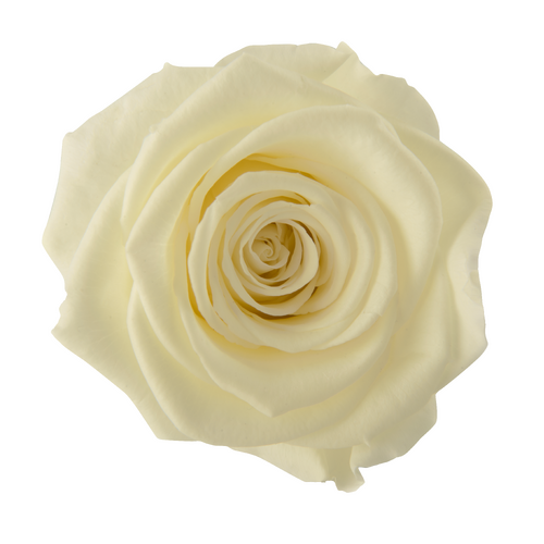 A closeup image of a VERMEILLE Ava Preserved Sprayrose Pastel Yellow Flower