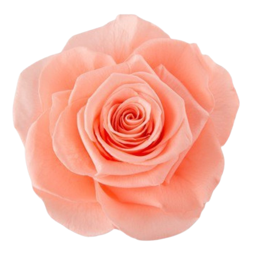 A closeup image of a VERMEILLE Ava Preserved Sprayrose Peach Flower