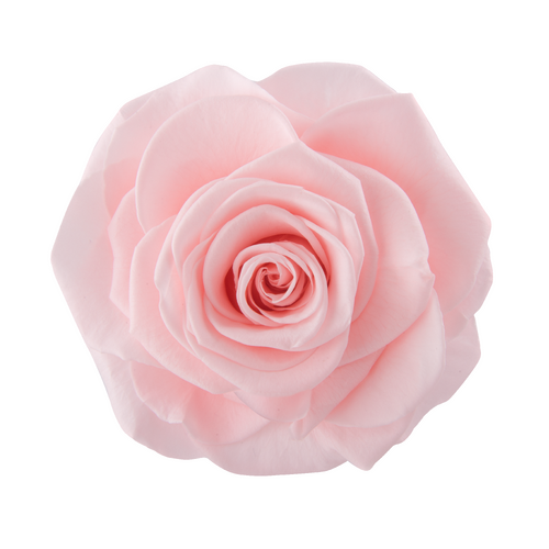 VERMEILLE Ava pink champagne preserved roses - 16 blooms - by All InSeason